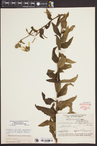 Silphium asteriscus image