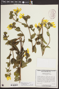 Silphium asteriscus image