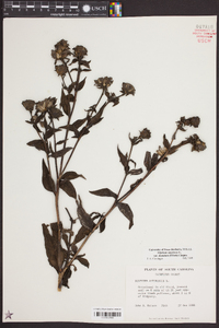 Silphium asteriscus image