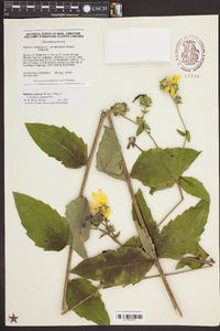 Silphium asteriscus var. dentatum image