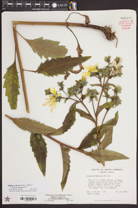 Silphium asteriscus var. dentatum image