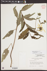 Silphium asteriscus var. dentatum image