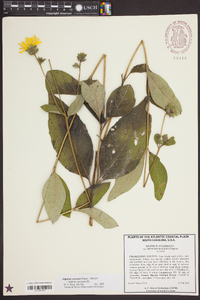 Silphium asteriscus image