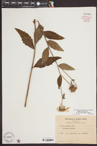 Silphium asteriscus image