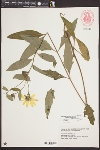 Silphium asteriscus var. dentatum image