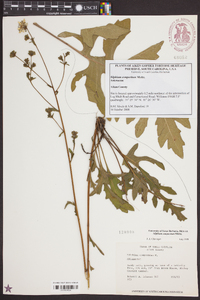 Silphium compositum image