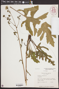 Silphium compositum image