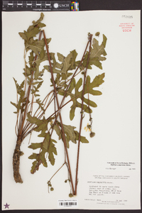 Silphium compositum image