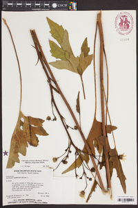 Silphium compositum image