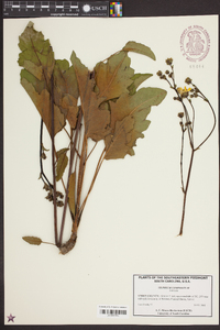 Silphium compositum image