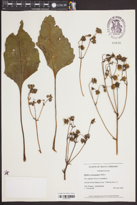 Silphium compositum image