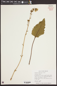 Silphium compositum image