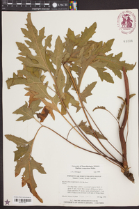 Silphium compositum image