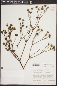 Silphium compositum image