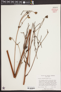 Silphium terebinthinaceum image