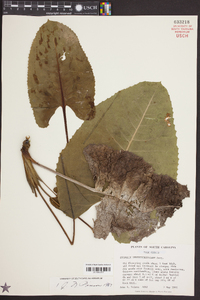 Silphium terebinthinaceum image