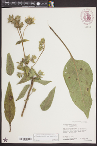 Silphium asteriscus image