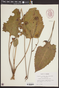 Silphium terebinthinaceum image