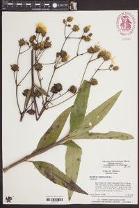 Silphium asteriscus var. trifoliatum image