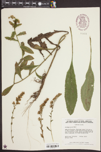 Solidago patula image