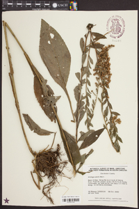 Solidago patula image