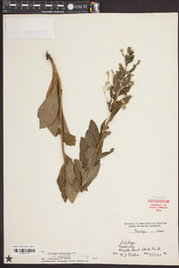 Solidago petiolaris image