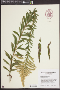 Solidago petiolaris image