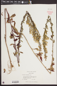 Solidago petiolaris image