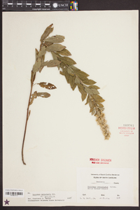 Solidago petiolaris image