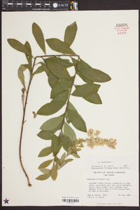 Solidago petiolaris image