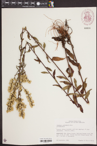 Solidago petiolaris image