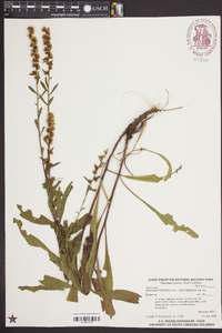 Solidago puberula var. pulverulenta image