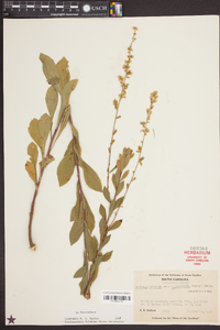 Solidago puberula var. pulverulenta image