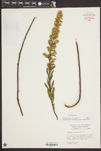 Solidago roanensis image