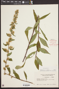 Solidago roanensis image