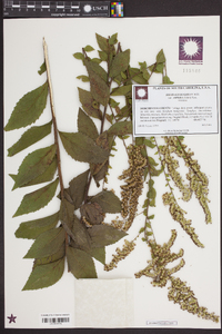 Solidago rugosa subsp. aspera image