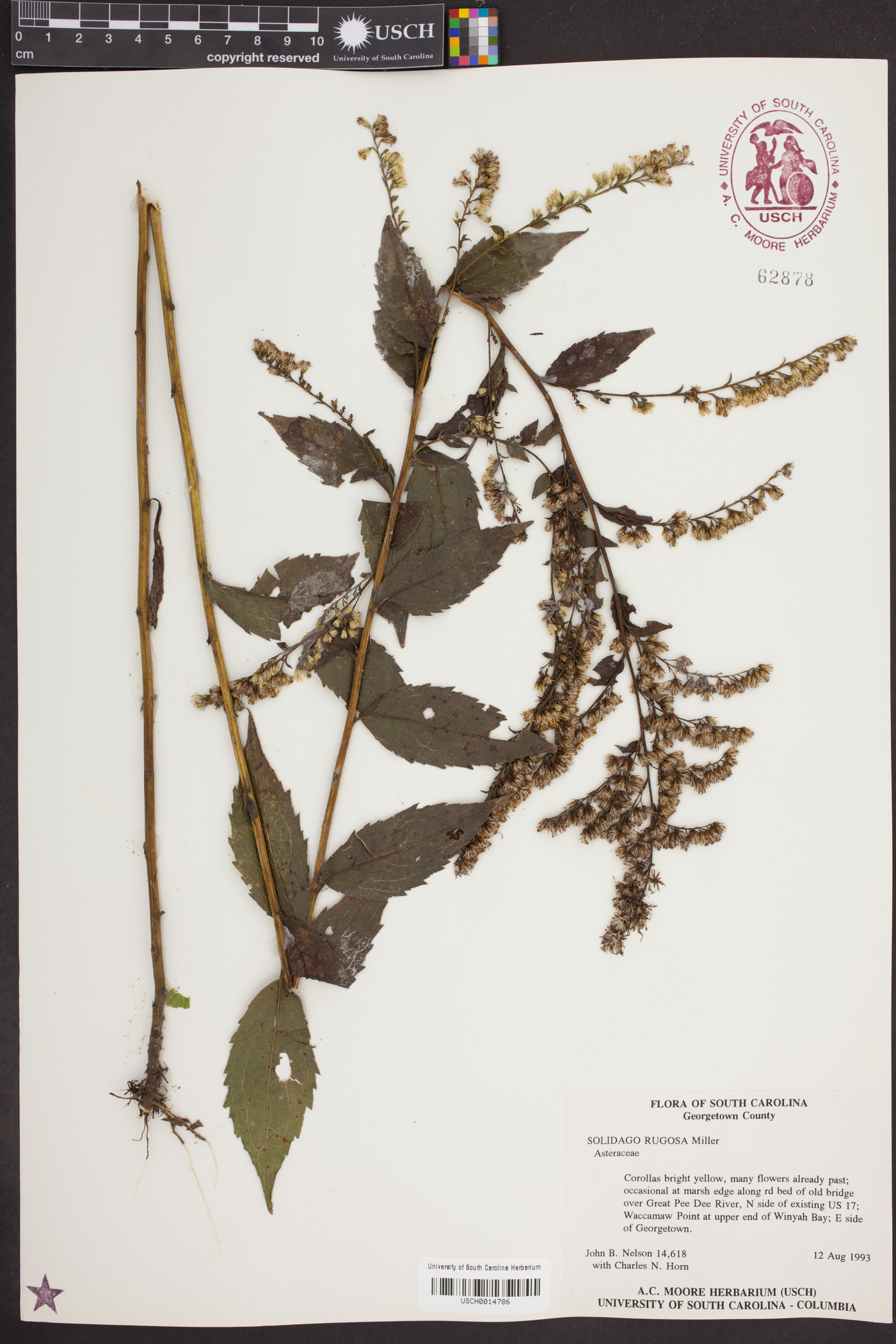 Solidago aestivalis image
