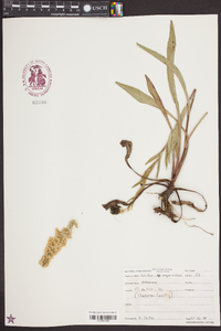 Solidago sempervirens image