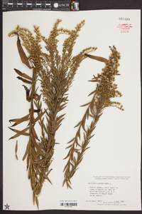 Solidago sempervirens image