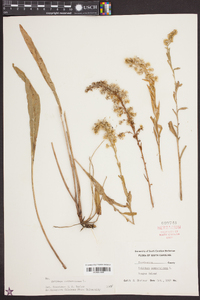 Solidago sempervirens image