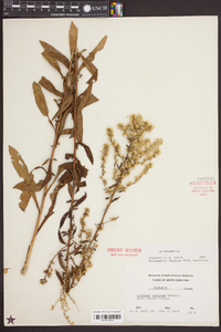 Solidago speciosa image