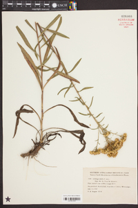 Solidago nitida image