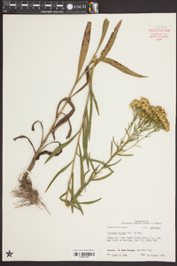 Solidago nitida image