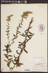 Solidago chapmanii image