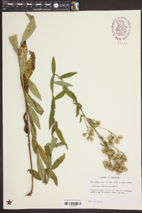 Solidago petiolaris image