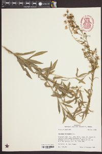 Solidago petiolaris image