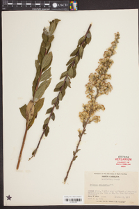 Solidago petiolaris image