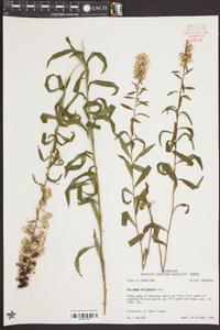 Solidago petiolaris image