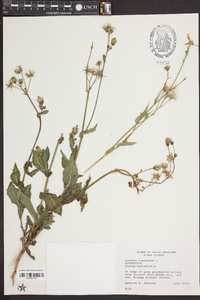 Sonchus oleraceus image