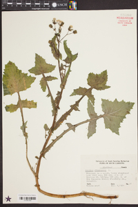 Sonchus oleraceus image